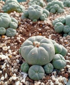 L.W variety Caespitosa in 8cm diameter pot