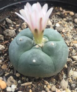 L.W cactus plant 4cm diameter
