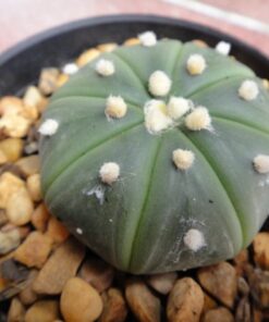 Astrophytum Asterias Nudum 4.5 to 5cm diameter cactus