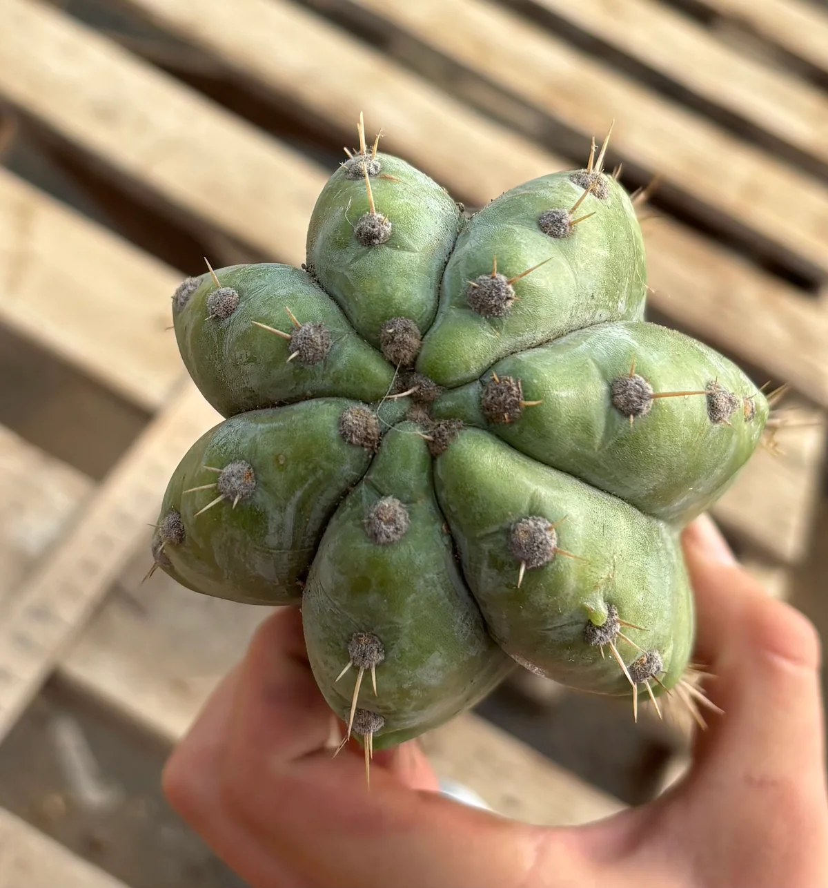 EC02-Peruvianus-Argententsis-Cactus-CUTTING-40-Cactus-Large-Exact-4.jpg