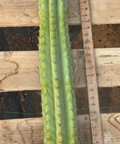 EC02 Peruvianus Argententsis Cactus CUTTING 40”