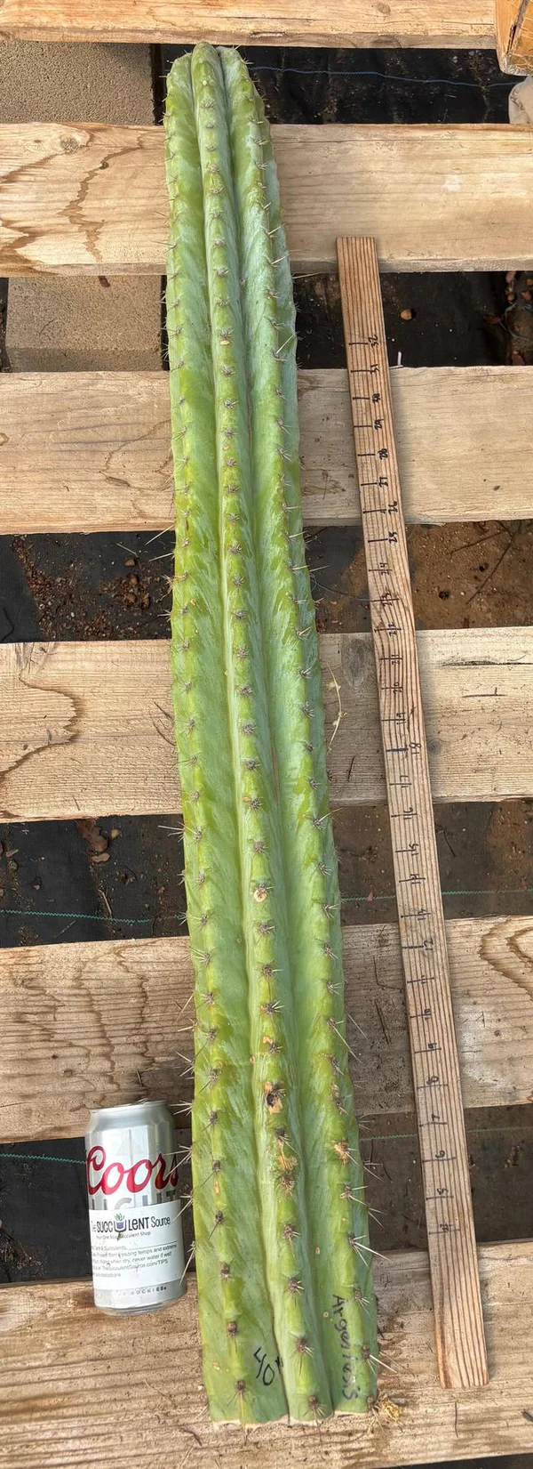 EC02-Peruvianus-Argententsis-Cactus-CUTTING-40-Cactus-Large-Exact.jpg