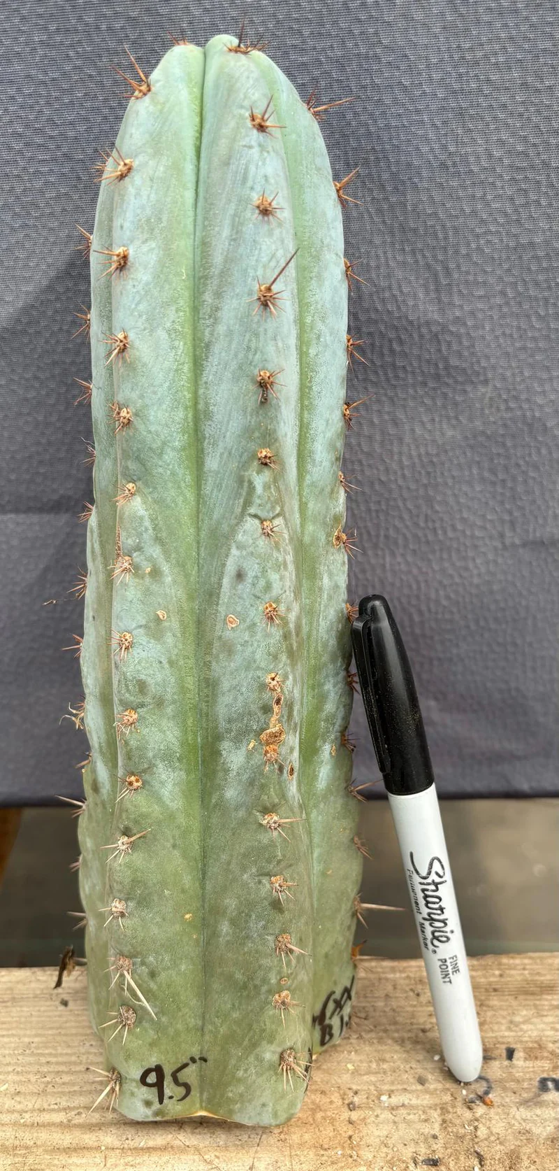 EC102-EXACT-Trichocereus-Peruvianus-TSSBP-TLC-Cactus-Cutting-Cactus-Large-Exact-2_db505d0d.jpg
