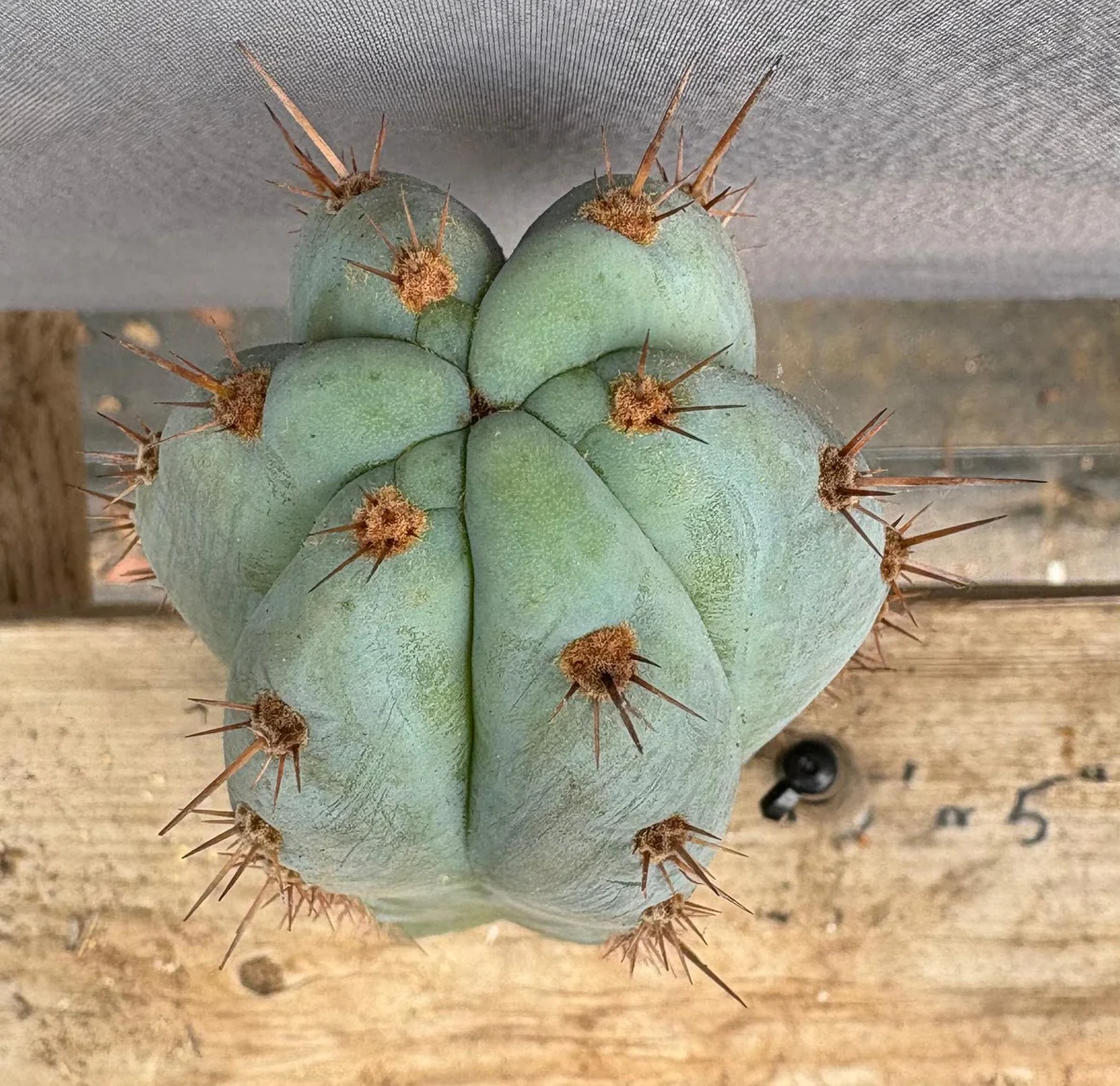 EC102-EXACT-Trichocereus-Peruvianus-TSSBP-TLC-Cactus-Cutting-Cactus-Large-Exact-3_75507886.jpg