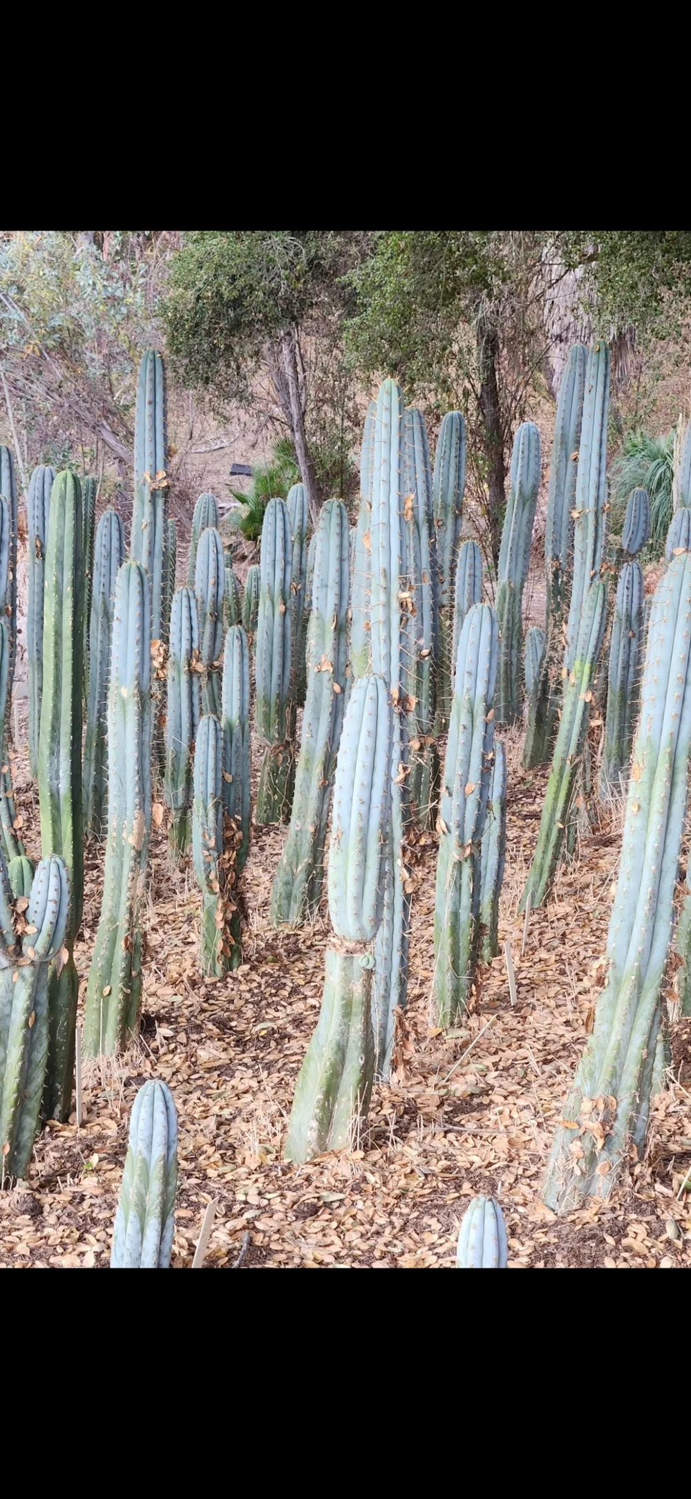 EC102-EXACT-Trichocereus-Peruvianus-TSSBP-TLC-Cactus-Cutting-Cactus-Large-Exact-4_27f64455.jpg