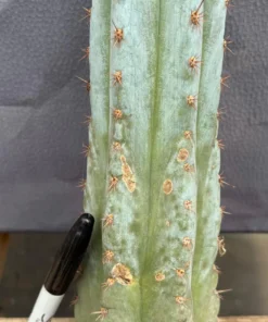 EXACT Trichocereus Peruvianus TSSBP TLC Cactus Cutting