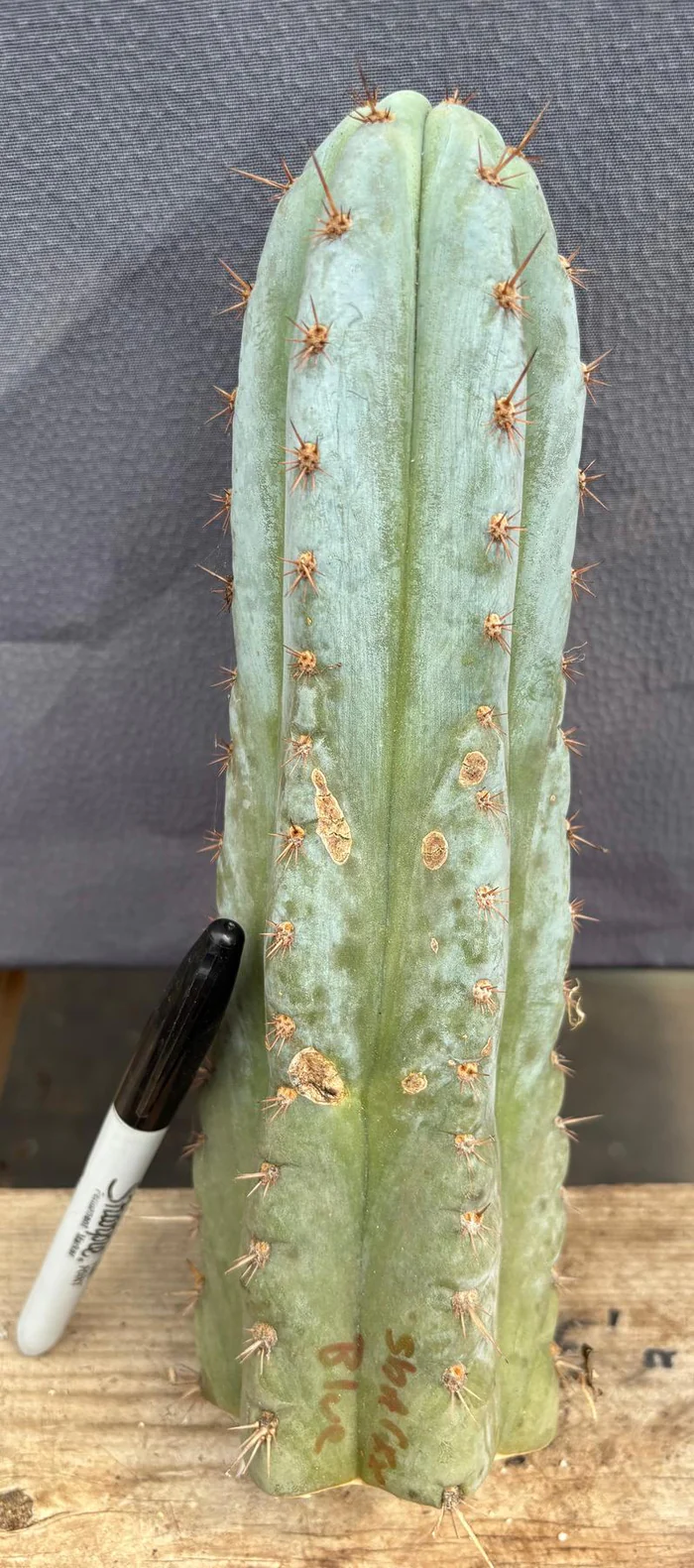 EC102-EXACT-Trichocereus-Peruvianus-TSSBP-TLC-Cactus-Cutting-Cactus-Large-Exact_e58b5601.jpg