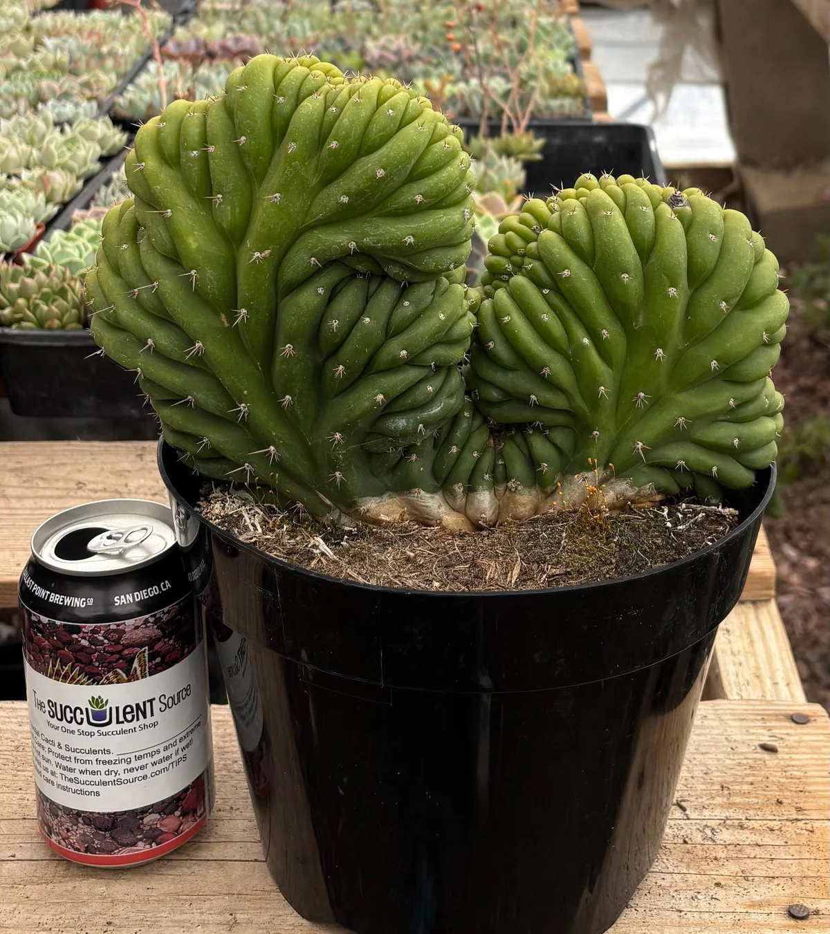 EC104-EXACT-Trichocereus-Pachanoi-Crested-Cactus-Cactus-Large-Exact-2_89e42b23.jpg