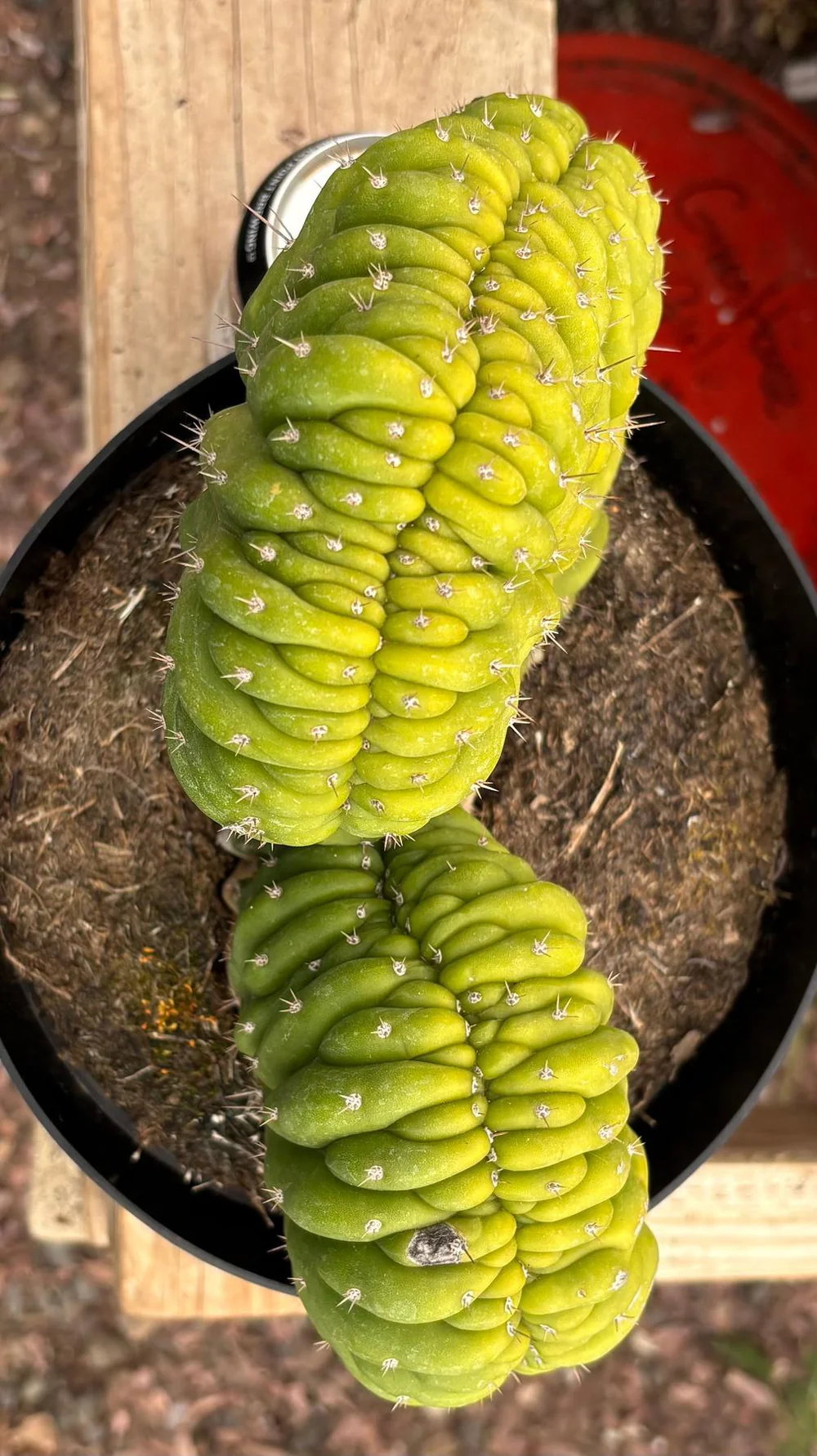 EC104-EXACT-Trichocereus-Pachanoi-Crested-Cactus-Cactus-Large-Exact-3_6414b62d.jpg