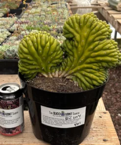 EXACT Trichocereus Pachanoi Crested Cactus