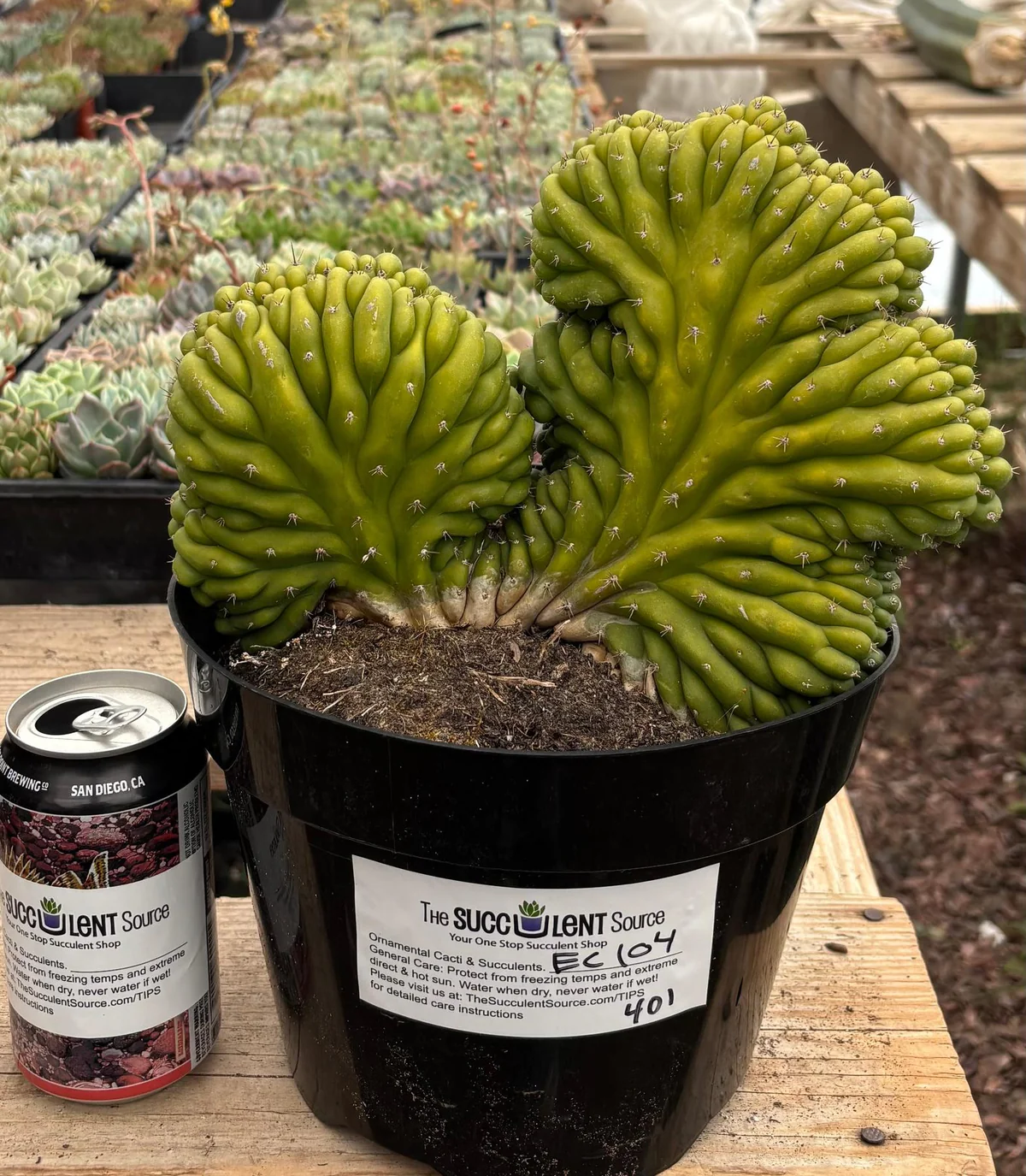 EC104-EXACT-Trichocereus-Pachanoi-Crested-Cactus-Cactus-Large-Exact_f1ebbaff.jpg