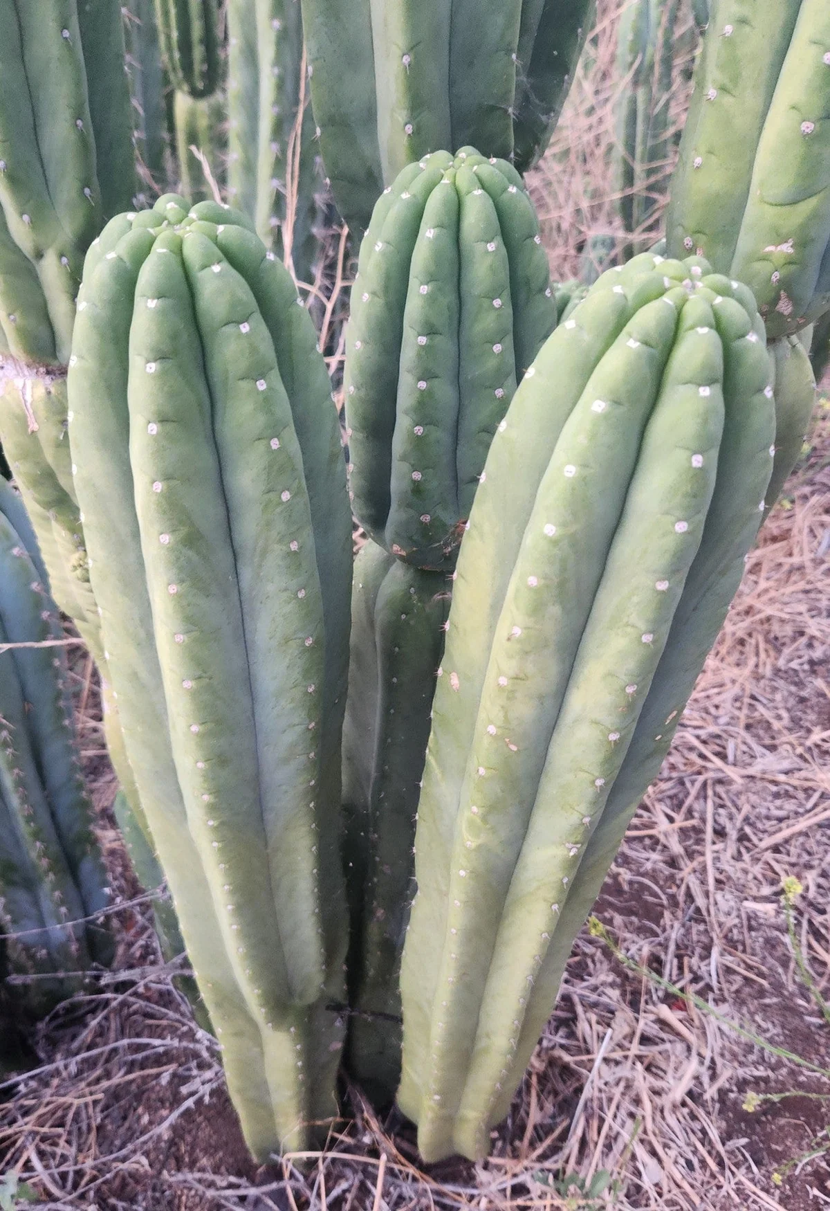 EC106-EXACT-Trichocereus-Pachanoi-SkipCG-Campground-Cactus-Cutting-Cactus-Large-Exact-2.jpg