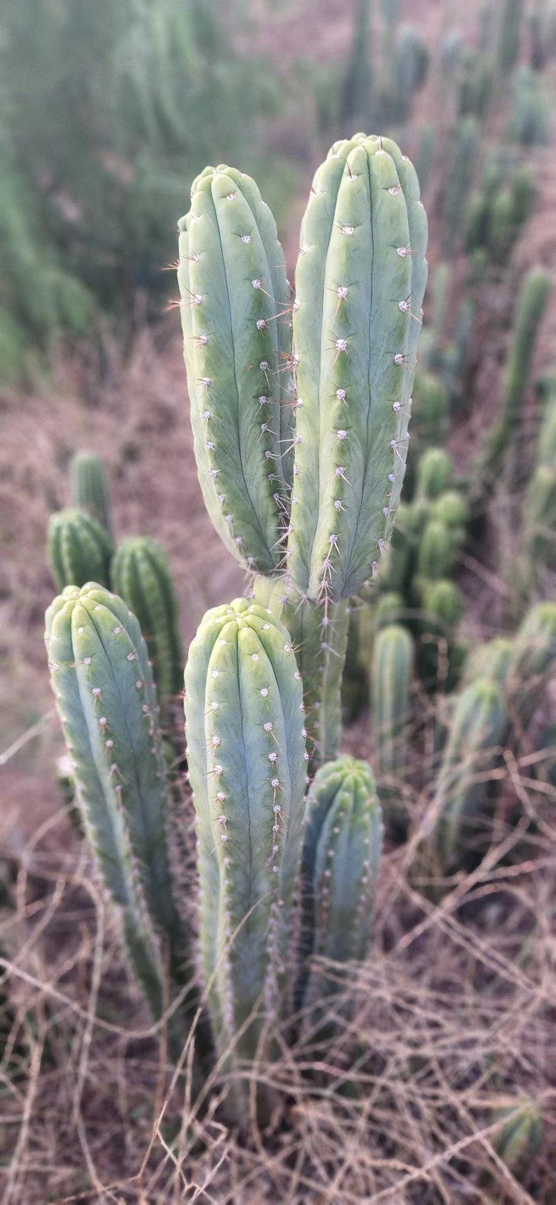 EC106-EXACT-Trichocereus-Pachanoi-SkipCG-Campground-Cactus-Cutting-Cactus-Large-Exact-3.jpg