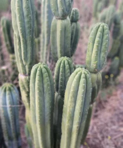 EXACT Trichocereus Pachanoi Skip/CG Campground Cactus Cutting