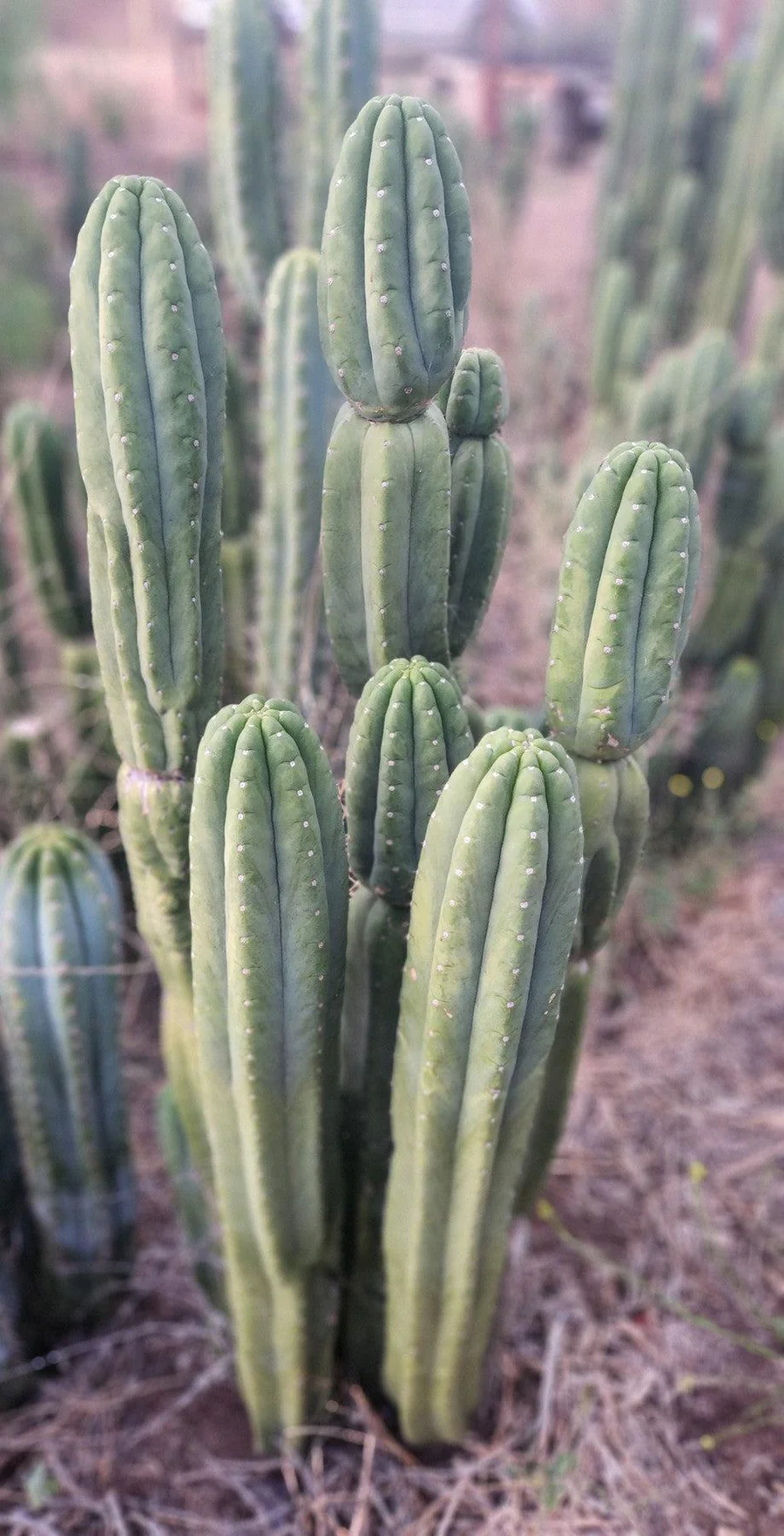 EC106-EXACT-Trichocereus-Pachanoi-SkipCG-Campground-Cactus-Cutting-Cactus-Large-Exact.jpg