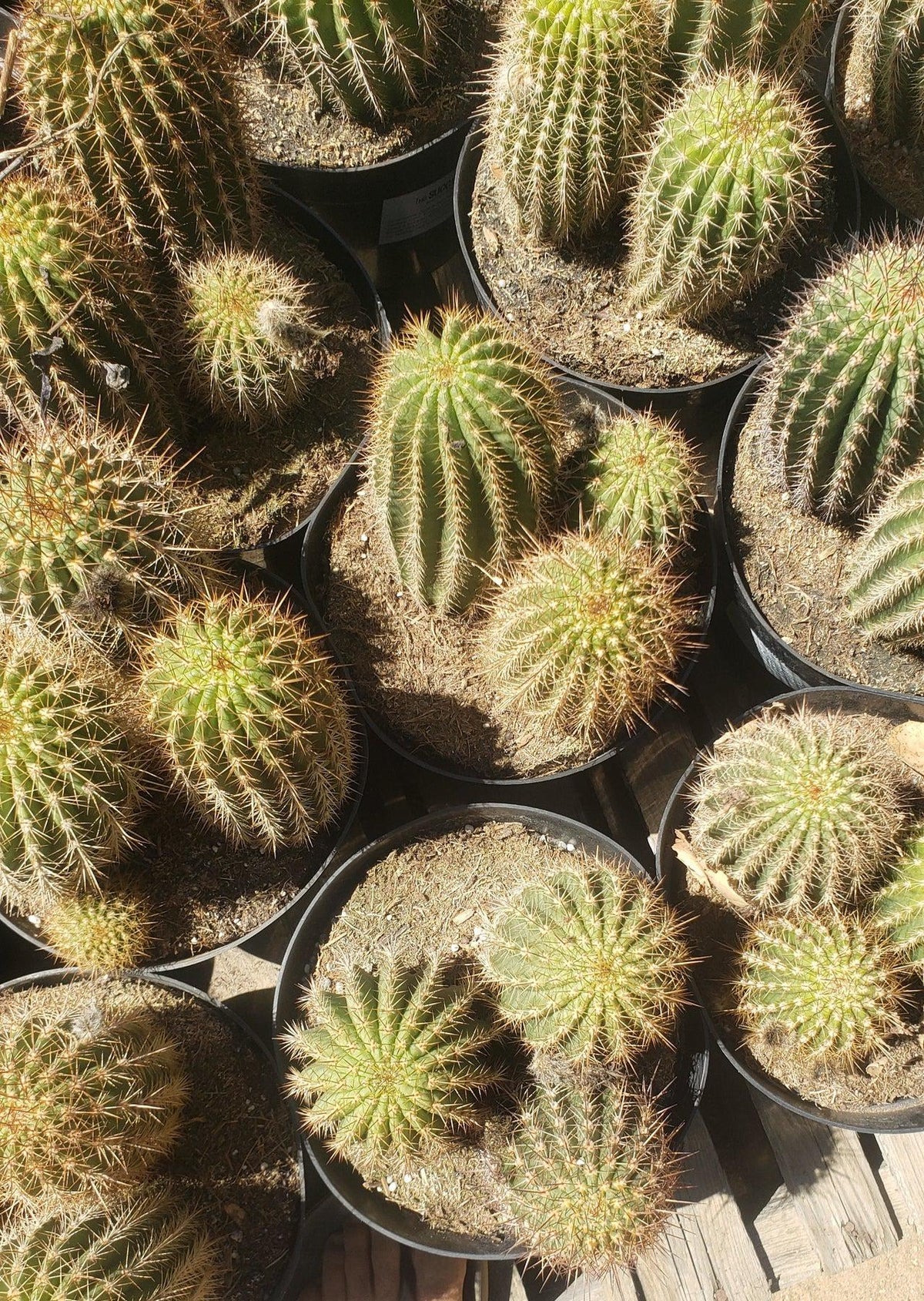 EC111-Trichocereus-Grandiflorus-Ornamental-Cactus-Potted-8-we-pick-Cactus-Large-Exact-2