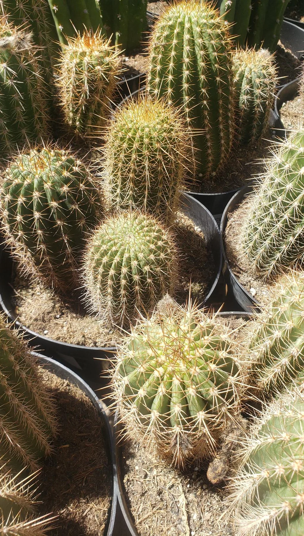 EC111-Trichocereus-Grandiflorus-Ornamental-Cactus-Potted-8-we-pick-Cactus-Large-Exact-3.jpg