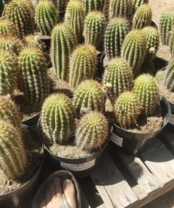 EC111 Trichocereus Grandiflorus Ornamental Cactus Potted 8" we pick