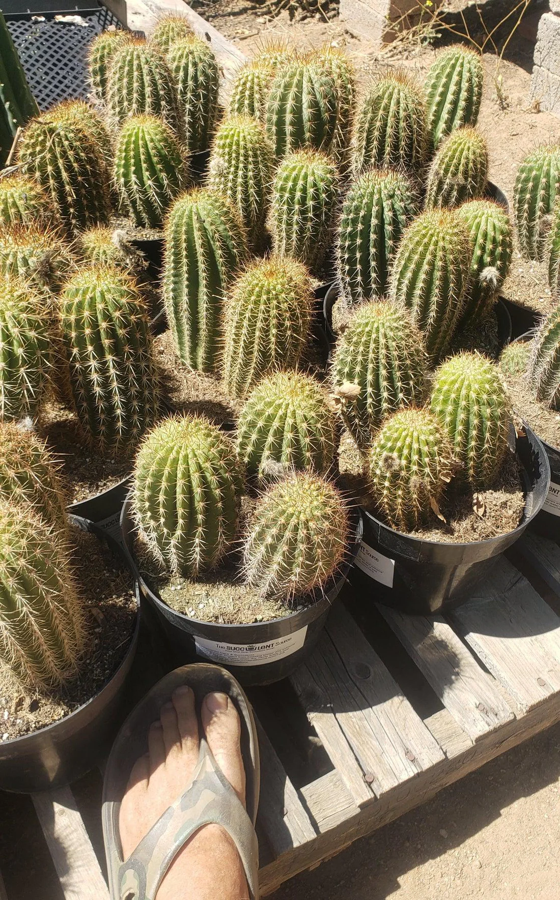 EC111-Trichocereus-Grandiflorus-Ornamental-Cactus-Potted-8-we-pick-Cactus-Large-Exact.jpg