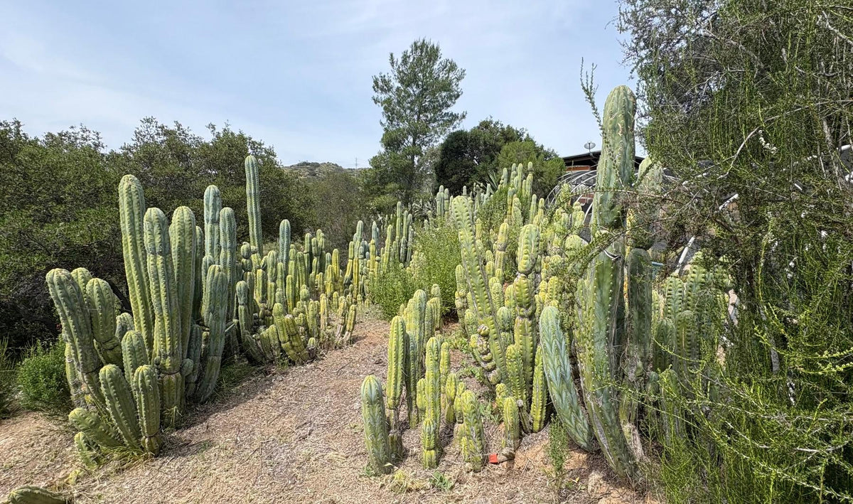 EC123-EXACT-Trichocereus-Peruvianus-Resilience-Cactus-Cuttings-Cactus-Large-Exact-2