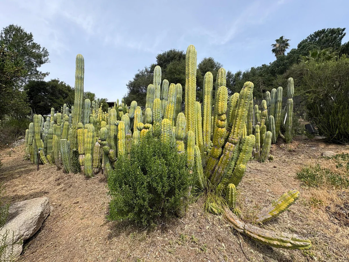 EC123-EXACT-Trichocereus-Peruvianus-Resilience-Cactus-Cuttings-Cactus-Large-Exact-3_1cca7e06.jpg