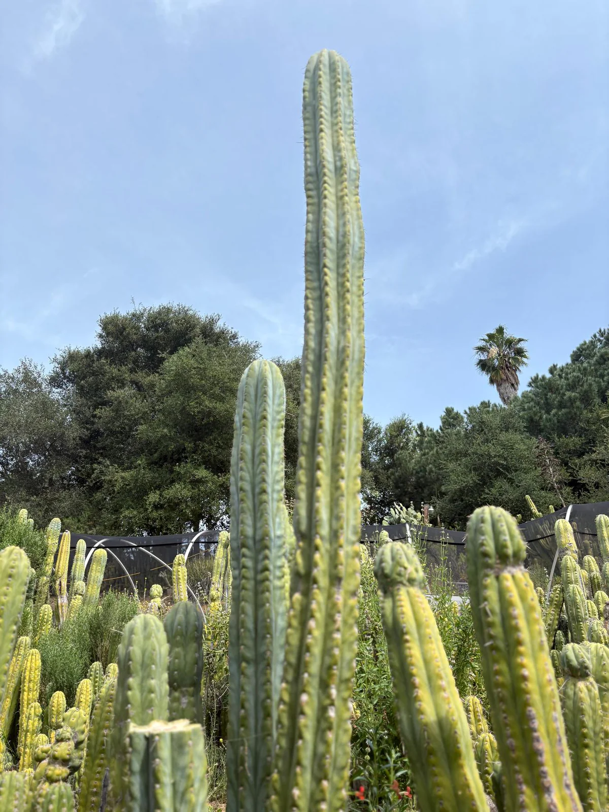 EC123-EXACT-Trichocereus-Peruvianus-Resilience-Cactus-Cuttings-Cactus-Large-Exact-4_12d646bb.jpg