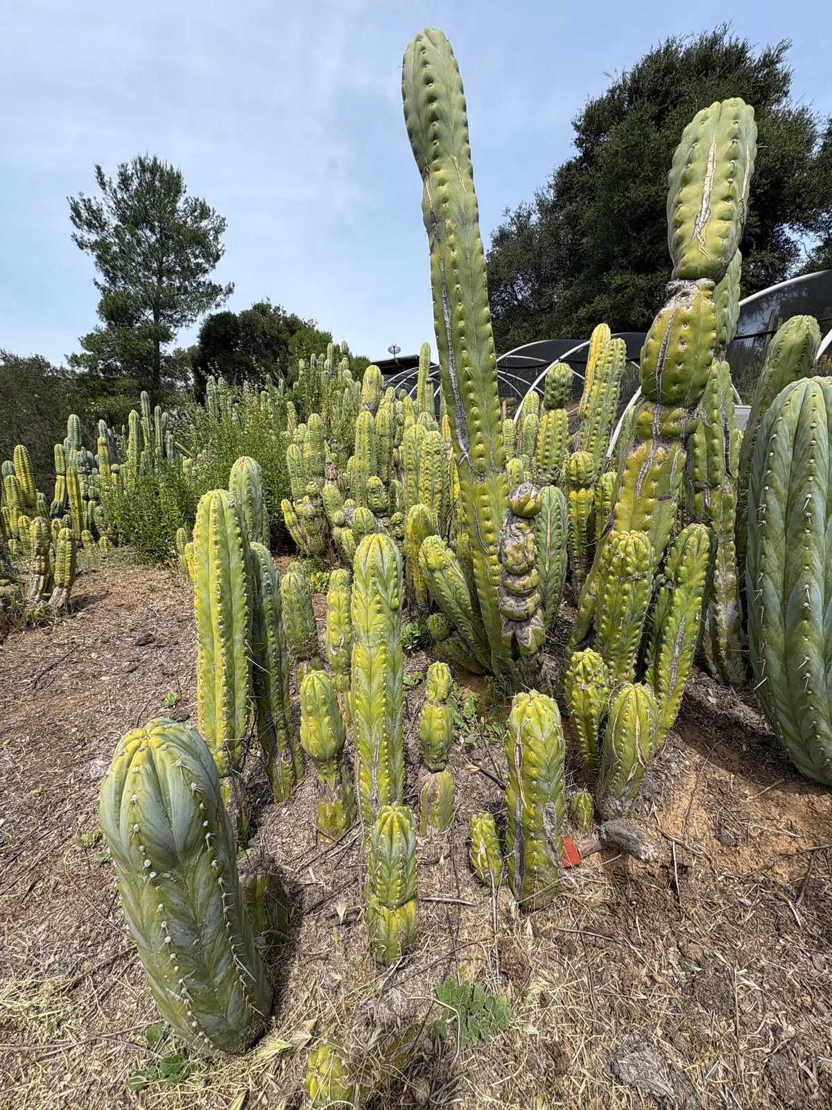 EC123-EXACT-Trichocereus-Peruvianus-Resilience-Cactus-Cuttings-Cactus-Large-Exact-5.jpg