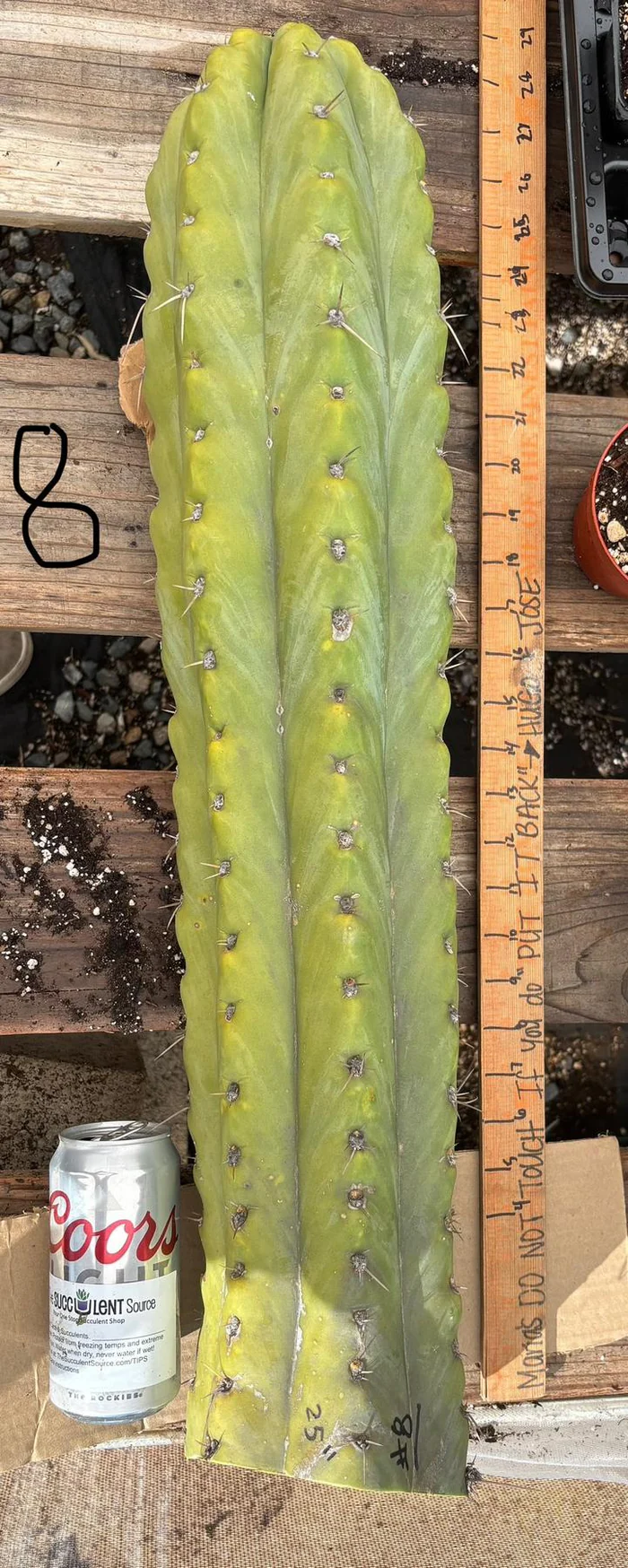 EC123-EXACT-Trichocereus-Peruvianus-Resilience-Cactus-Cuttings-Cactus-Large-Exact-6_44769c14.jpg