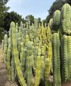 EC123 EXACT Trichocereus Peruvianus "Resilience” Cactus Cuttings