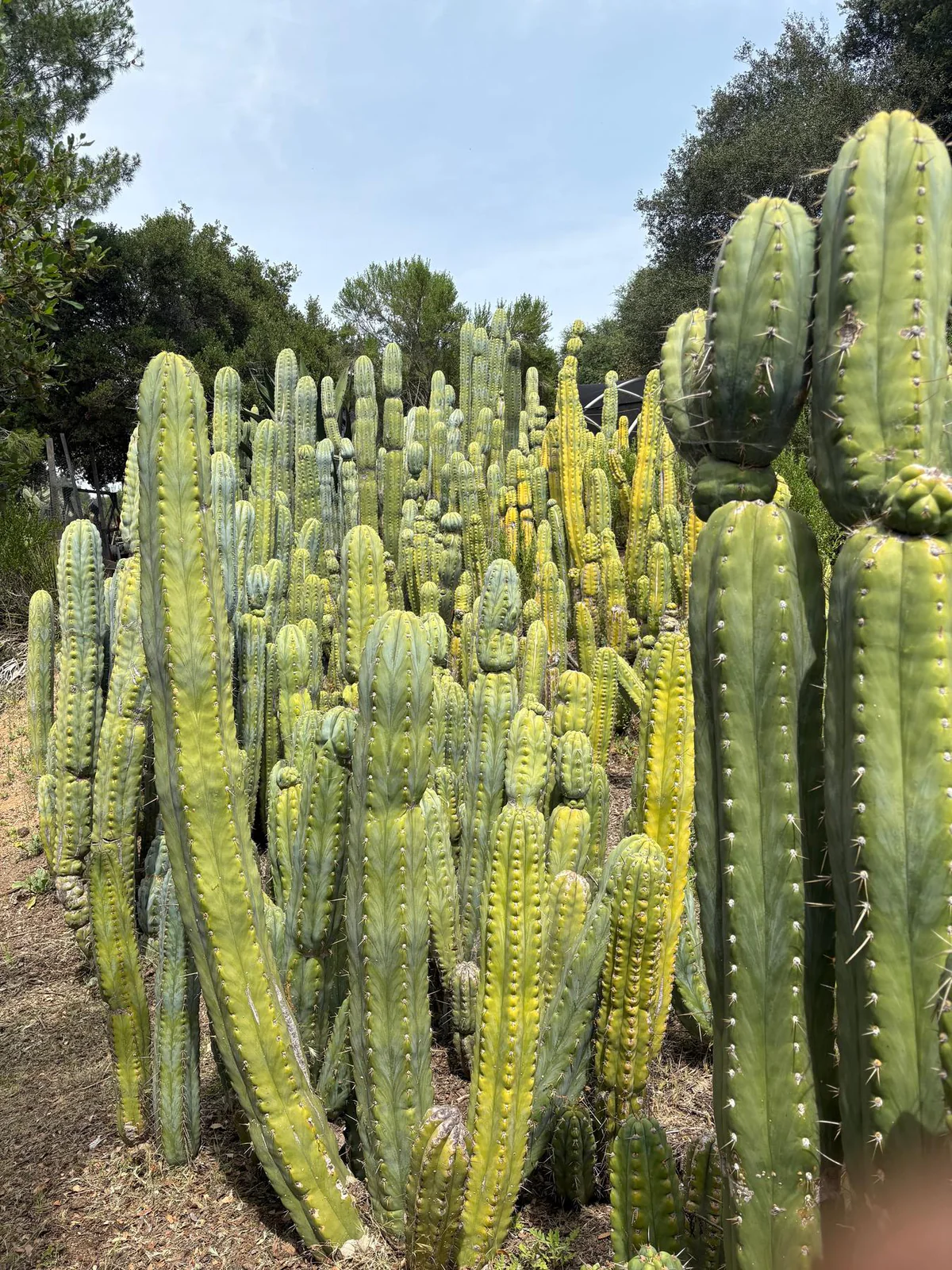 EC123-EXACT-Trichocereus-Peruvianus-Resilience-Cactus-Cuttings-Cactus-Large-Exact.jpg