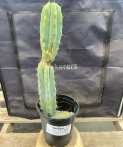 EC135 EXACT Trichocereus Lost Label Cactus 18”c