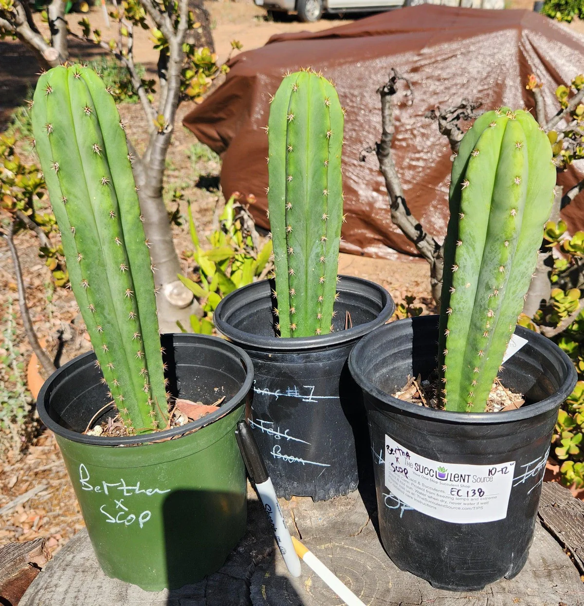 EC138-EXACT-Trichocereus-Hybrid-Scopulicola-Scop-Potted-Specimens-Cactus-Large-Exact-Bertha-X-Scop-potted-3.jpg