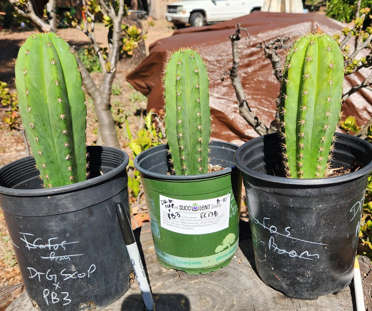 EC138-EXACT-Trichocereus-Hybrid-Scopulicola-Scop-Potted-Specimens-Cactus-Large-Exact-Dr-G-Scop-X-PB3-4.jpg