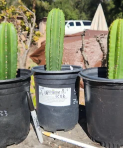 EC138 EXACT Trichocereus Hybrid Scopulicola Scop Potted Specimens