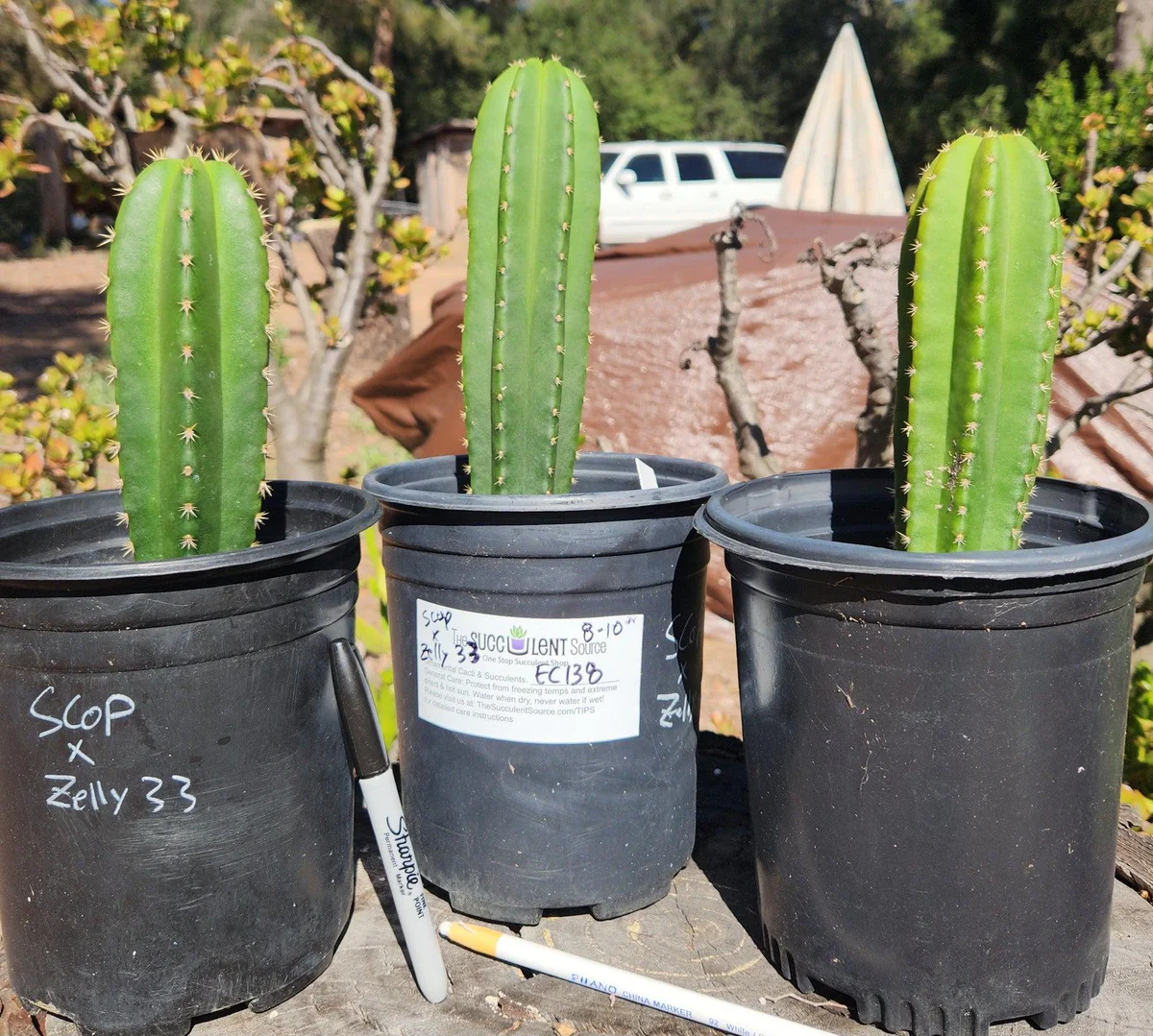 EC138-EXACT-Trichocereus-Hybrid-Scopulicola-Scop-Potted-Specimens-Cactus-Large-Exact-EC138-Scop-X-Zelly33.jpg