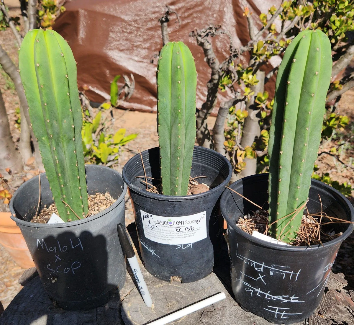 EC138-EXACT-Trichocereus-Hybrid-Scopulicola-Scop-Potted-Specimens-Cactus-Large-Exact-Malo4-X-Scop-2.jpg