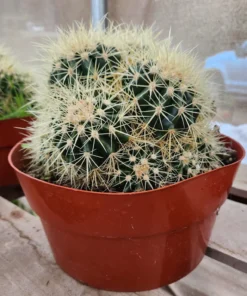 EC58 Echinocactus Grusonii Golden Barrel Clump Cactus 10" container