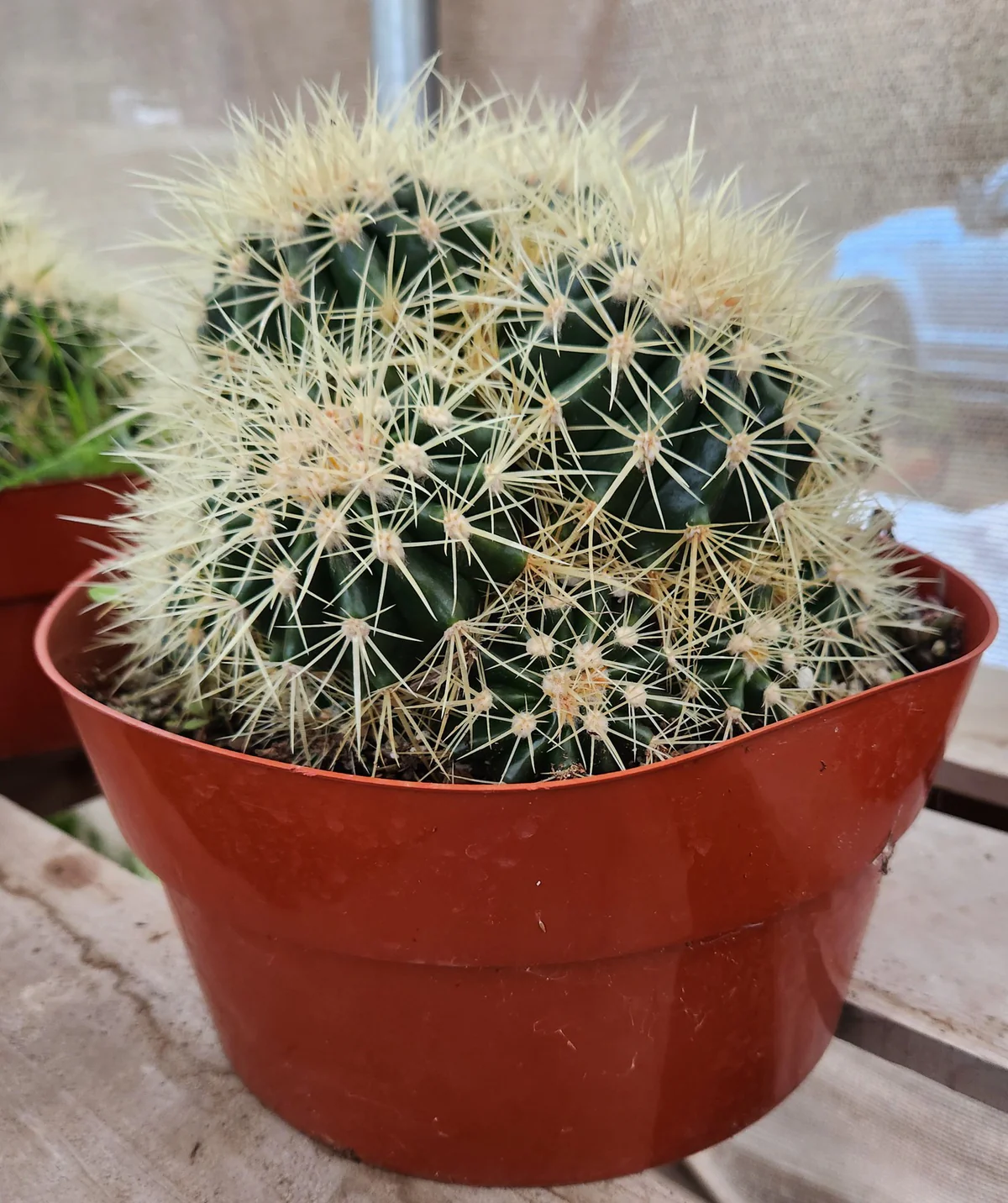 EC58-Echinocactus-Grusonii-Golden-Barrel-Clump-Cactus-10-container-Cactus-Large-Exact.jpg
