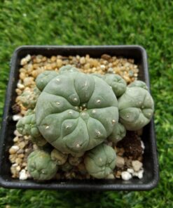 L.W variety Caespitosa 4 to 4.5cm
