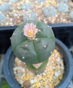 Myrtillocactus geometrizans craft stocks 10 to 15 cm high