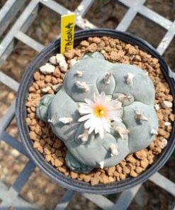 L.W variety Pentagona