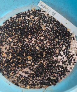 Peyote Seeds For Sales : Lophophora Williamsii